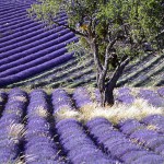 le Provence gourmande selon Giono
