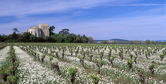 Cathédrale de Maguelone (Hérault)