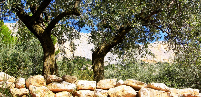 Circuit de l’Olive dans le Vaucluse