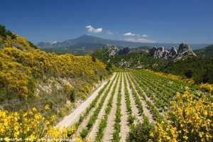dentelles-montmirail-12-300