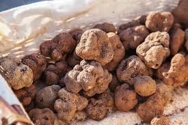 Résultat de recherche d'images pour "truffe aude"